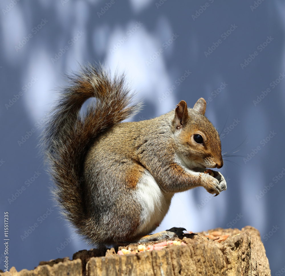 Close up of a male Grey Squirrel on a tree stump Close up of a male Grey Squirrel on a tree stump