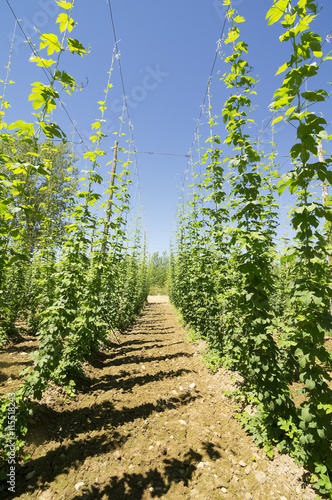  farm hop plants in Villoria village, Leon, Spain photo
