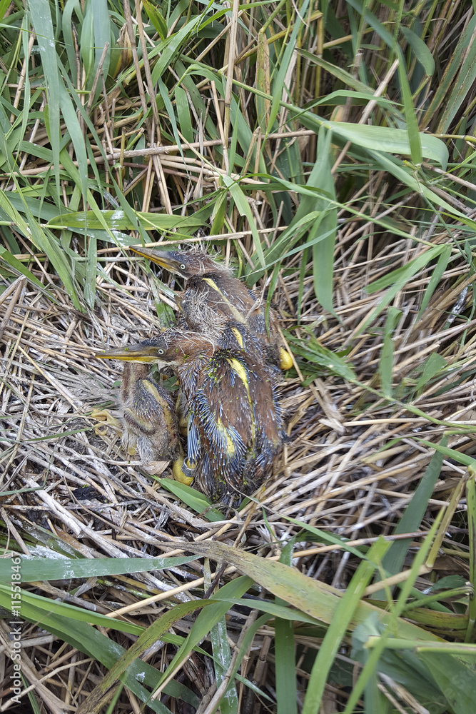 Purple heron (Ardea purpurea); nest with four young birds Purple heron (Ardea purpurea); nest with four young birds