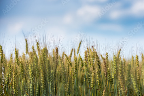 Wheat crop in organic field