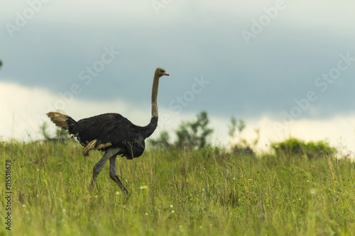 Ostrich on a grassy hill at sunset