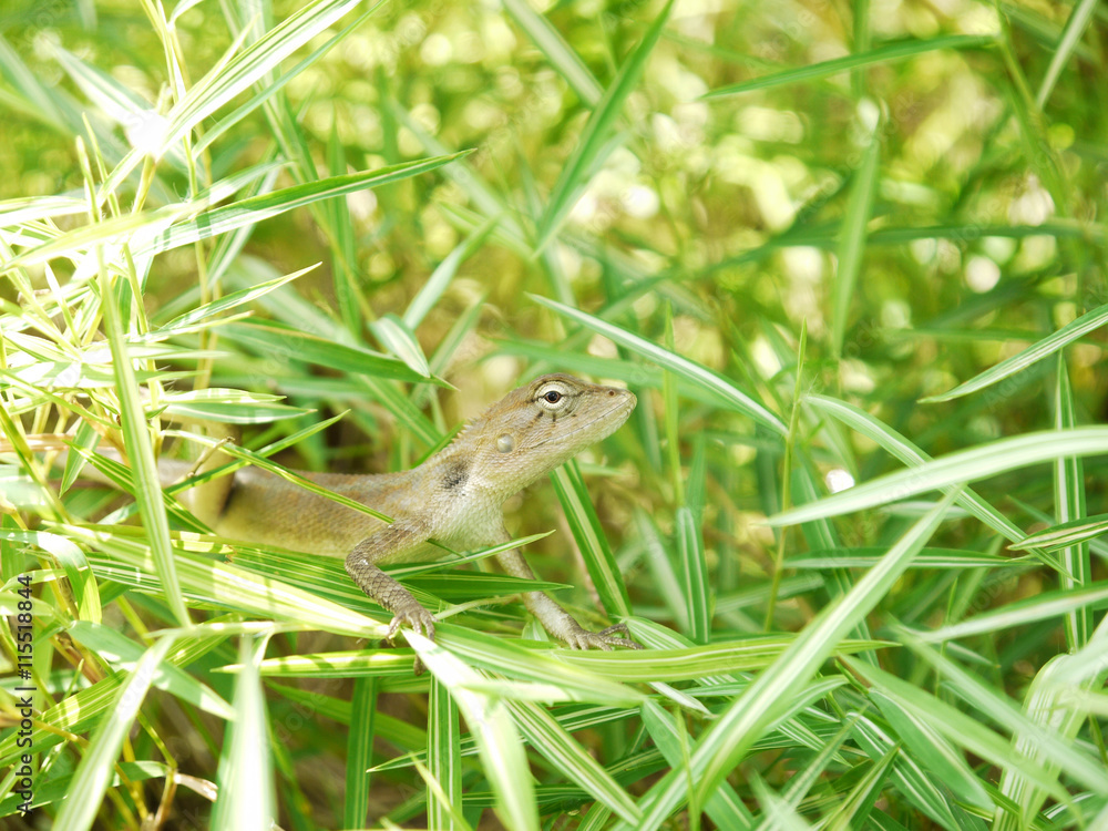 Fototapeta premium Lizard, galliwasp or chameleon