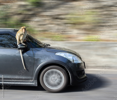 Photography The monkey sitting on the car with copy space
