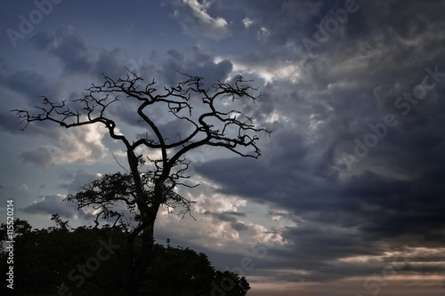 silhouette dry tree on background of stormy sky © tillottama