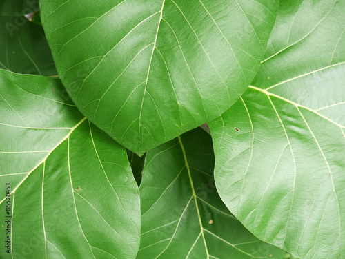 Green teak leaves with beautiful natural pattern