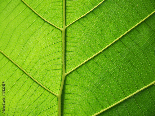 pattern of green teak leaf