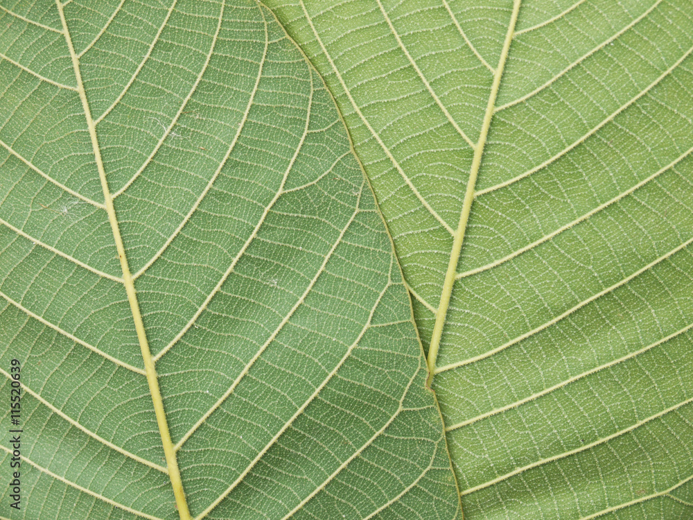 leaf texture leaf texture