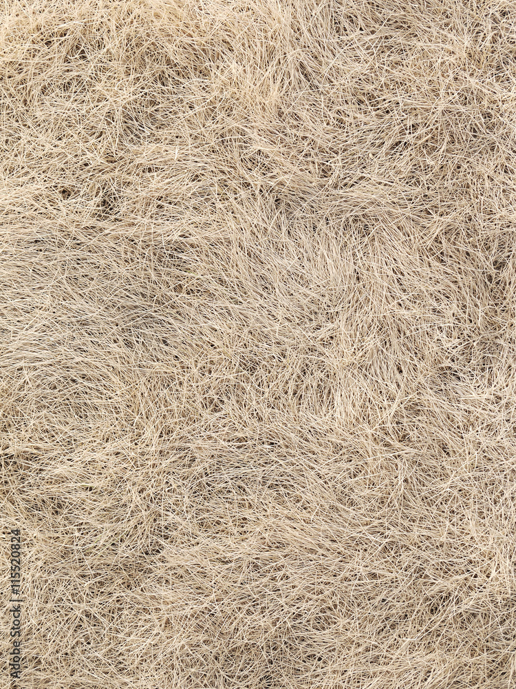hay dry grass background hay dry grass background