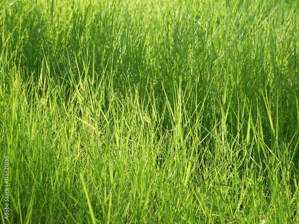 Obraz premium grass