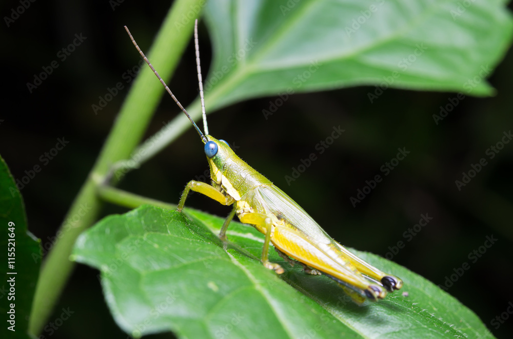 A selected focus of single amber and green grasshopper standing on a fresh green leaf A selected focus of single amber and green grasshopper standing on a fresh green leaf