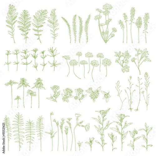 Hand drawn herbs. Ink graphic. Vector wildflower.