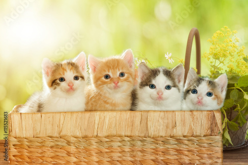 vier Katzenbabys in Körbchen