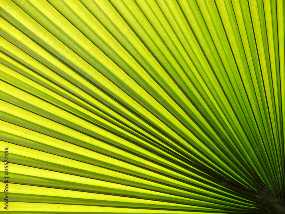 Obraz premium Lines and textures of Green Palm leaves