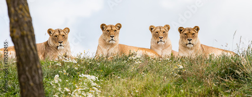 Four female lions photo