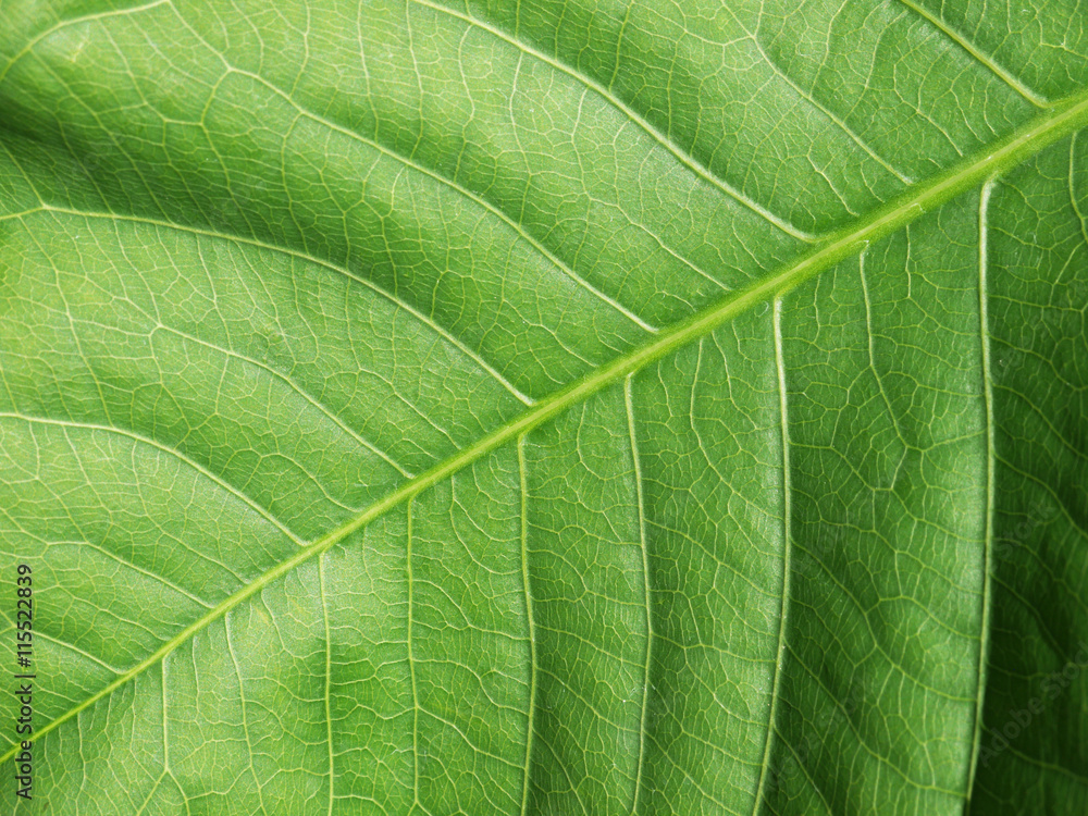 leaf texture leaf texture