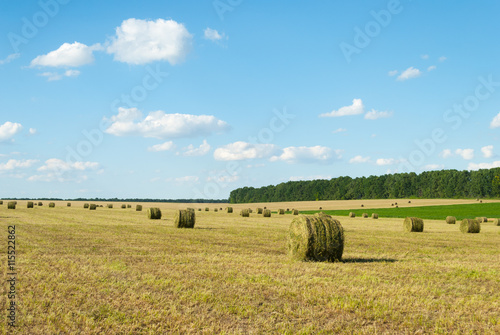 Round bales of straw grass on sloping fields.