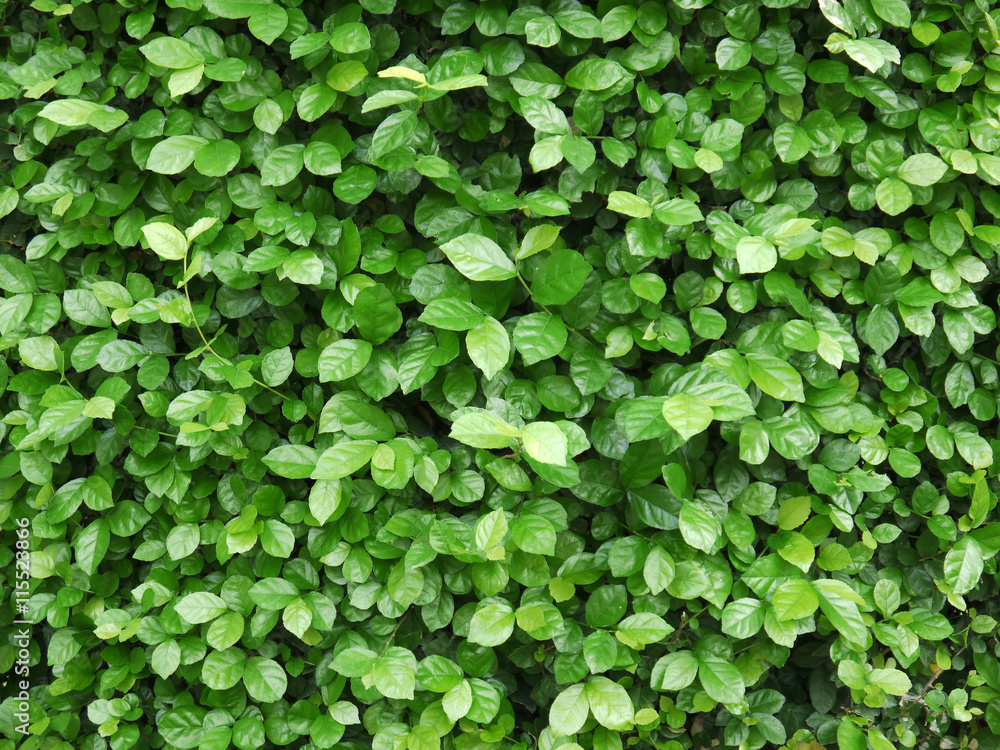 green leaves wall background green leaves wall background