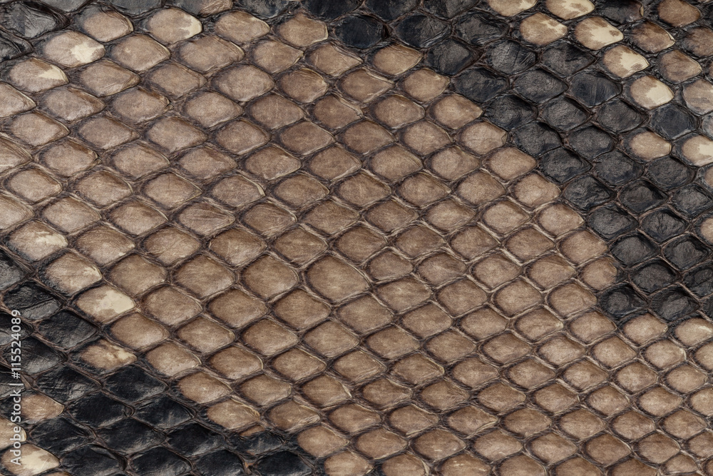Naklejka premium Genuine snakeskin. Leather texture background. Closeup photo.