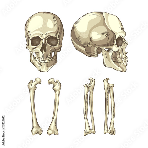 Medical illustration of the human skull and bones