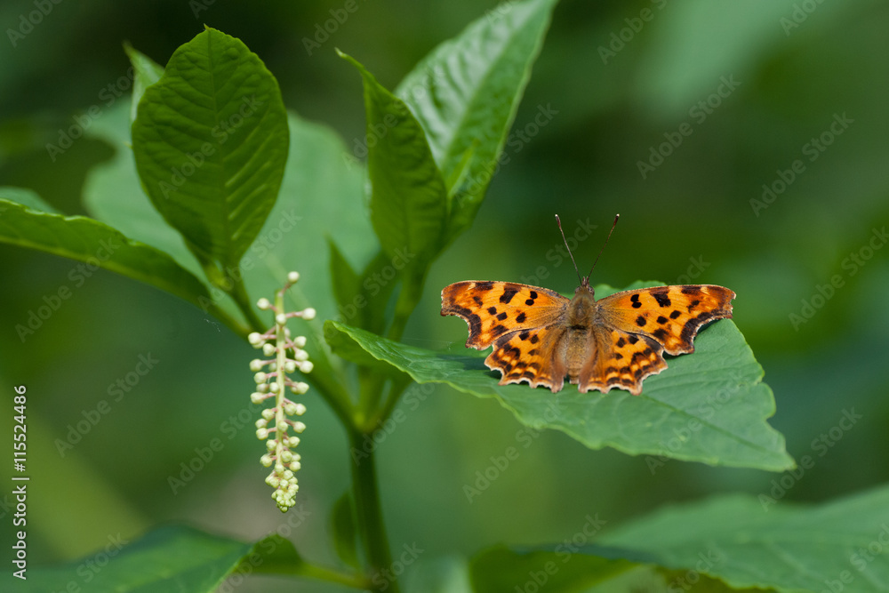 Obraz premium Butterfly