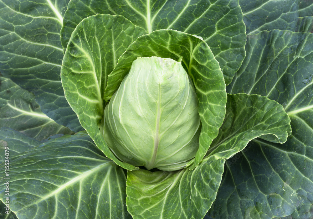 Spitzkohl. Spitzkohl.