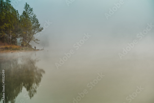 Reflection of pine tree in lake and fog