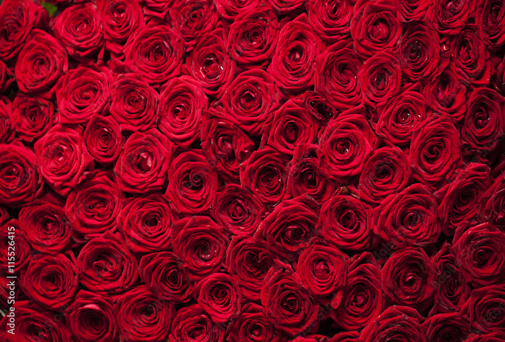 red roses background red roses background