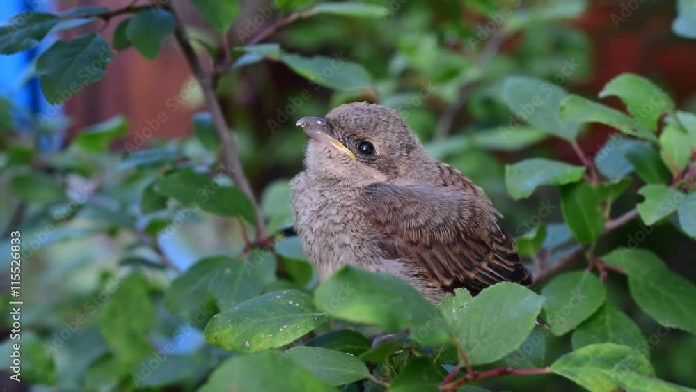 Hand of a human feeding whitethroat fledgling in natural environment by putting egg yolk into its beak Hand of a human feeding whitethroat fledgling in natural environment by putting egg yolk into its beak