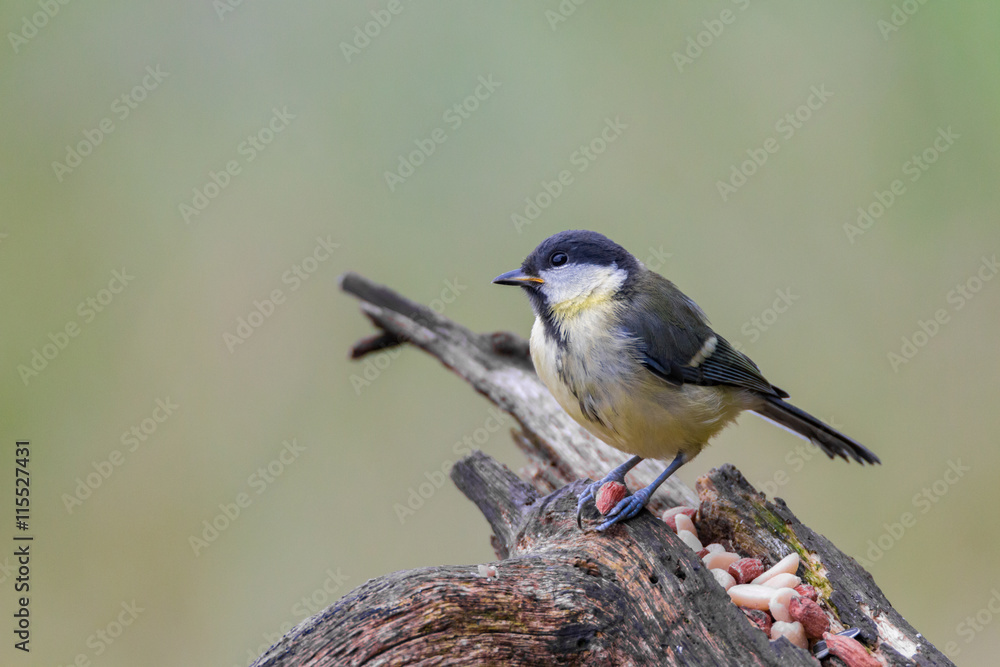 Obraz premium Junge Kohlmeise