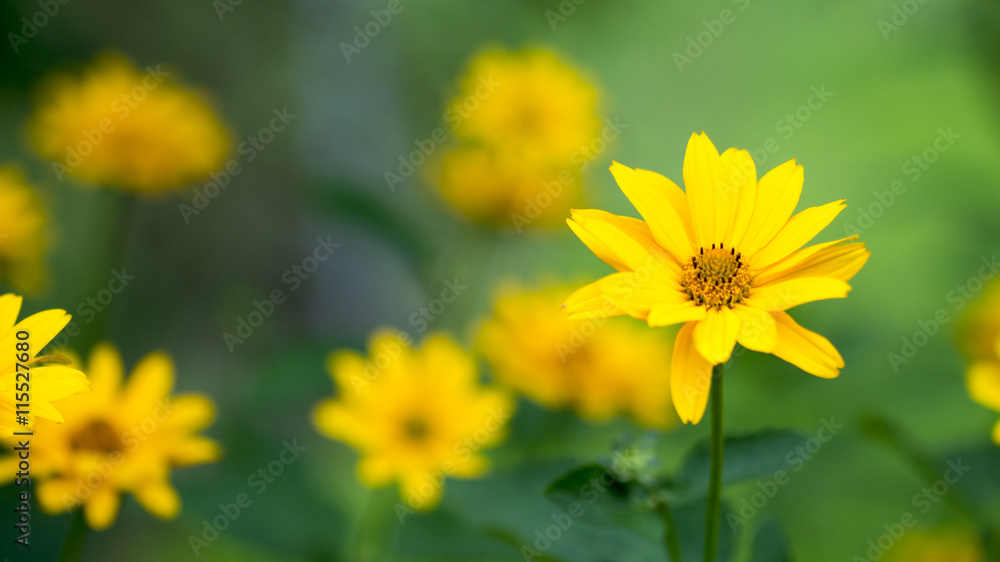 Obraz premium Gelbe Blumen Wiese
