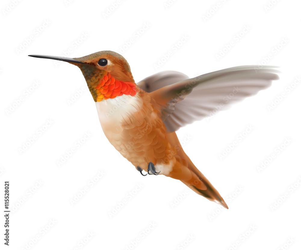 Flying Rufous Hummingbird - Selasphorus rufus. Hand drawn vector  illustration of a hovering male Rufous hummingbird with iridescent  orange-red throat patch on transparent background. Stock Vector | Adobe  Stock