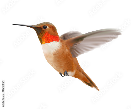 Flying Rufous Hummingbird - Selasphorus rufus.   
Hand drawn vector illustration of a hovering male Rufous hummingbird with iridescent orange-red throat patch on transparent background.
