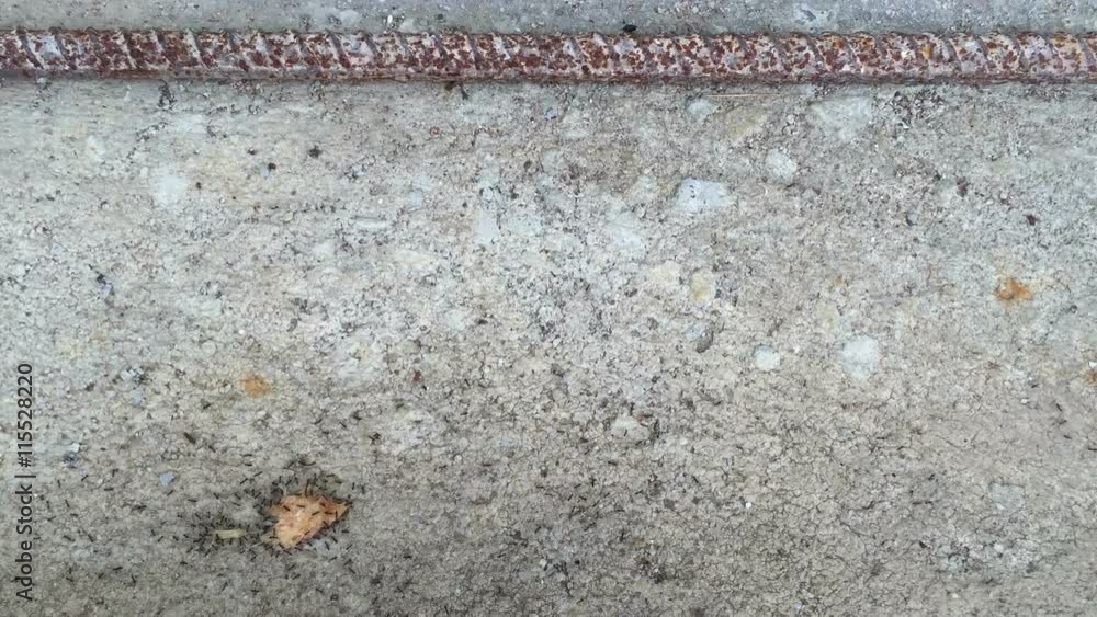 time lapse black ant carrying food to nest. Teamwork concept.
time lapse black ant carrying food to nest. Teamwork concept.