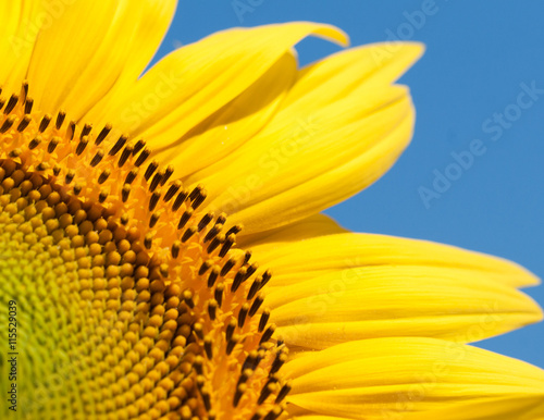 girasole