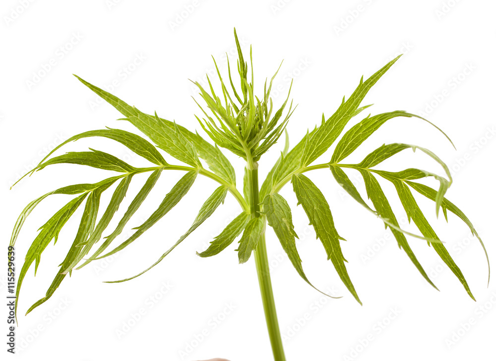 Obraz premium Valerian herb leaf isolated on white background 