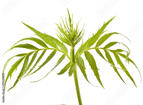 Valerian herb leaf isolated on white background 