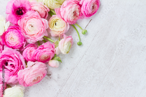Pink and white fresh ranunculus flowers on white wooden background with copy space