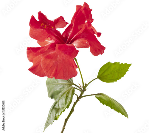 Red Hibiscus flower on a white background