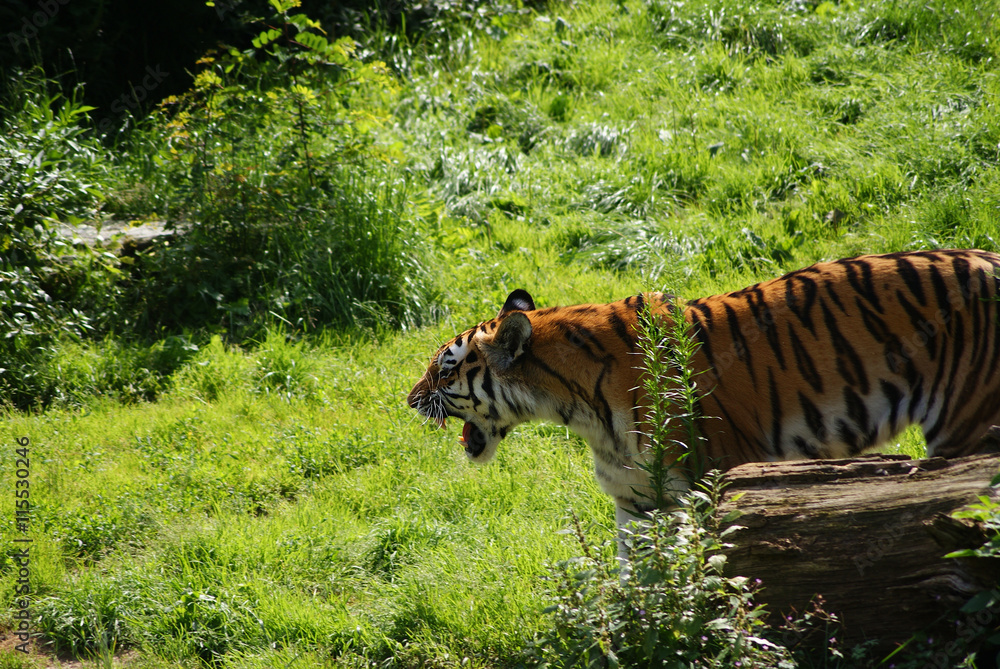 Fototapeta premium Tiger