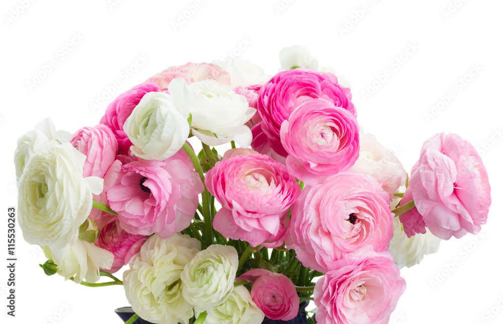 Pink and white fresh ranunculus flowers close up isolated on white background