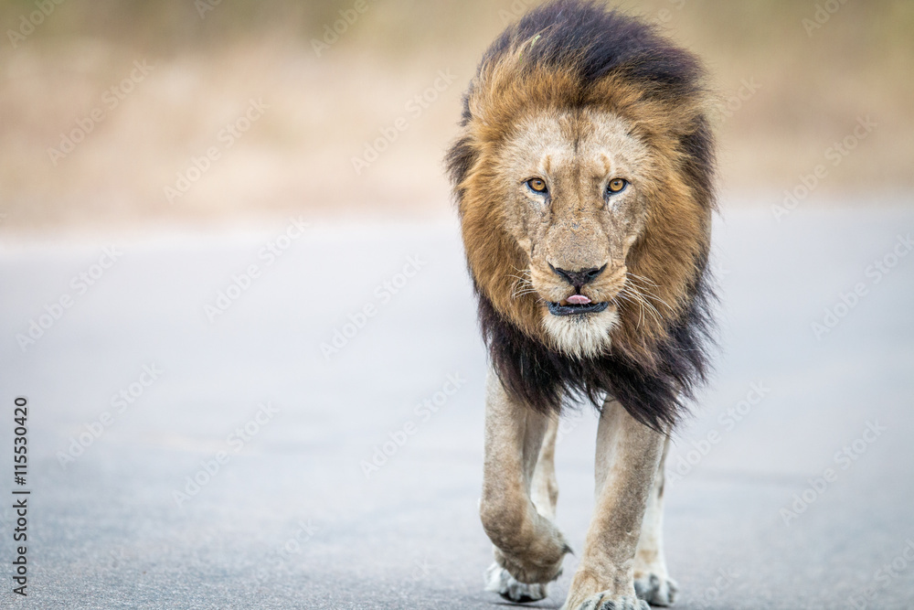 Fototapeta premium Male Lion walking towards the camera in the Kruger National Park.