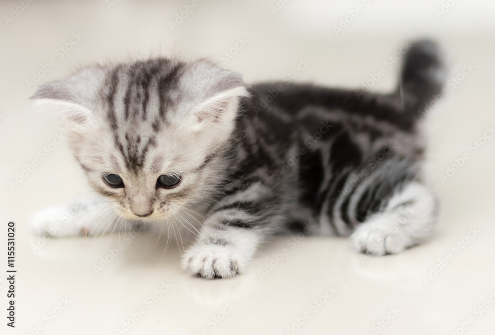 Cute American shorthair cat kitten Cute American shorthair cat kitten
