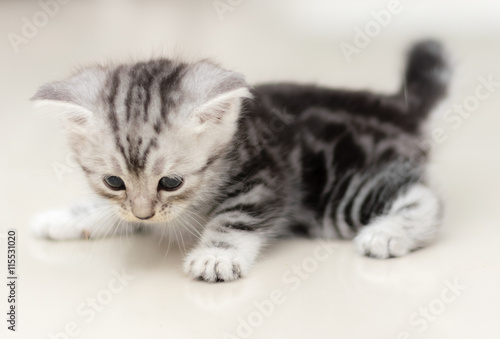 Cute American shorthair cat kitten © topphotoengineer