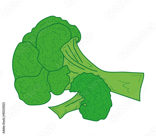 Vector vegetables: broccoli isolated on white