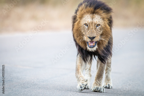 Fototapeta Naklejka Na Ścianę i Meble -  Male Lion walking towards the camera in the Kruger National Park.