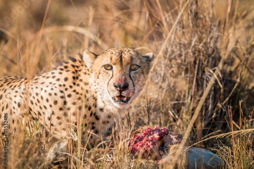 Cheetah on a Reedbuck kill in the Sabi Sabi game reserve. photo