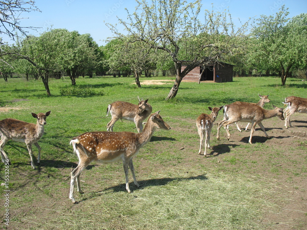 Naklejka premium Любопытные оленята