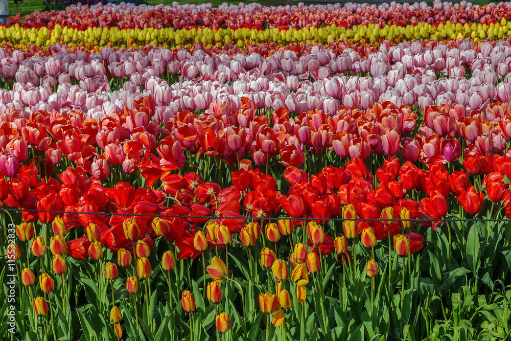 flowerbed with tulips