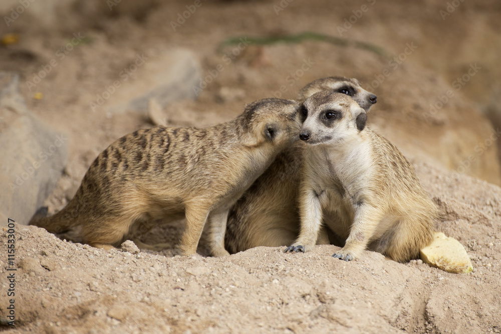 Fototapeta premium Three Meerkats sitting
