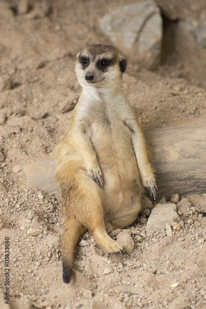 Fototapeta premium Meerkat resting in open zoo